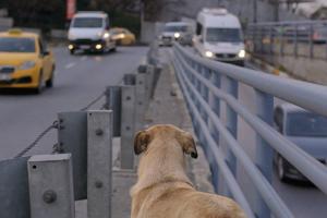Zaylin, one of the dogs featured in Elizabeth Lo's 'Stray,' sits in the meridian of an Istanbul boulevard watching the cars pass by.