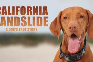 A picture of a brown dog.