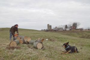 A man is cutting a log in a pasture.