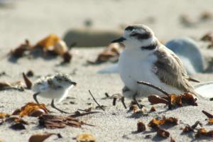 A bird is sitting on the beach.