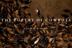 A cowboy swings a lasso around a large group of cows.