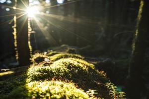 sun shines into the forest canopy