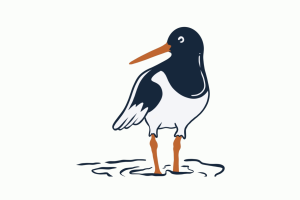 Graphic of an oystercatcher bird standing in water in front of a cream background