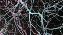 Map of neurons from a brain scan. Pink and light green lines over a black background.