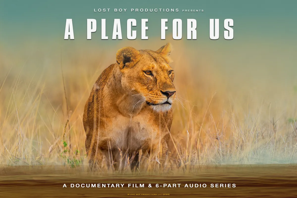 An image of a lion standing in dry grassland, with the text A Place For Us written above it in white