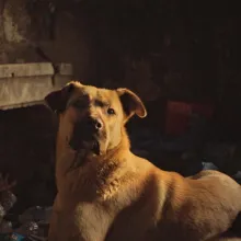 A scene from 'Stray,' a Magnolia Pictures release. Photo courtesy of Magnolia Pictures.