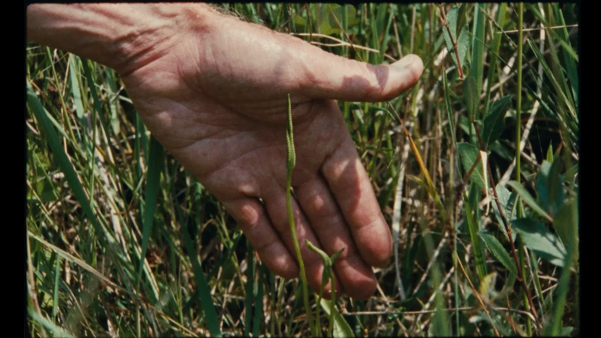 Film still closeup of a white man's hand hovering behind the stalk of a blade of grass.